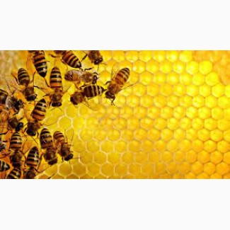 Терміново продам вулики з бджолами