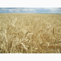 Насіння пшениці озимої Ліга одеська - для екстремально посушливих умов