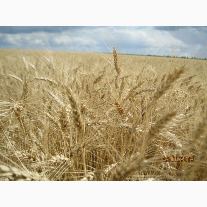 Фото 2. Насіння пшениці озимої Ліга одеська - для екстремально посушливих умов