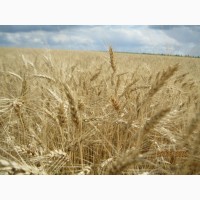 Насіння пшениці озимої Ліга одеська - для екстремально посушливих умов