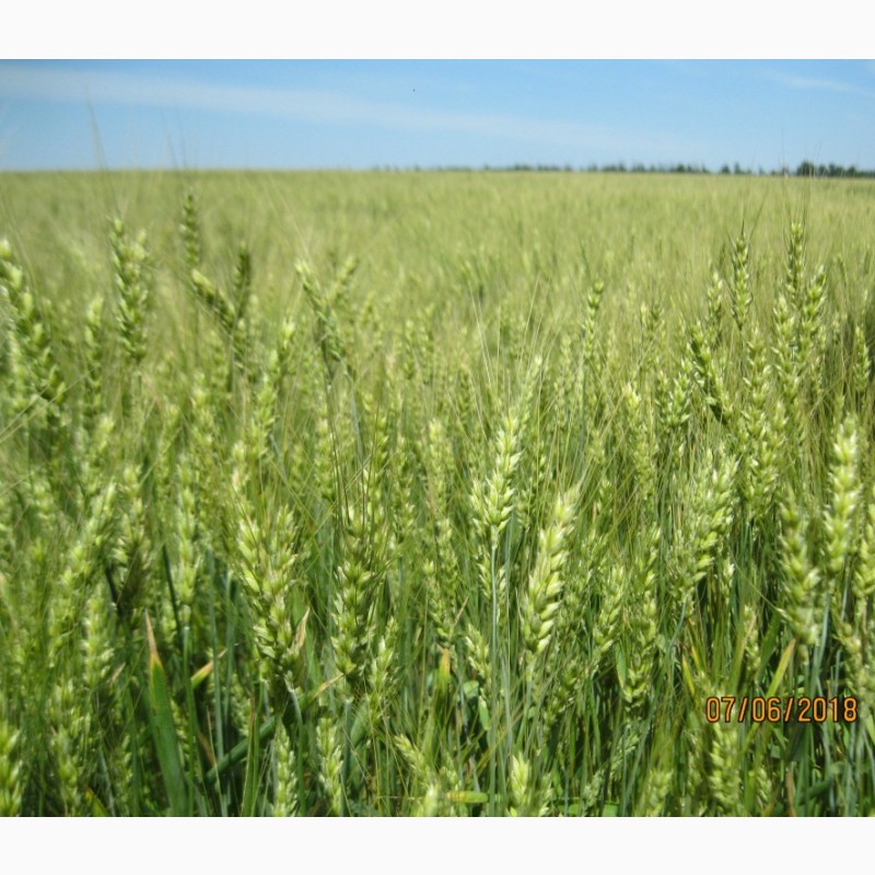 Фото 3. Насіння пшениці озимої Ліга одеська - для екстремально посушливих умов