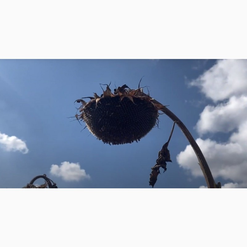 Фото 3. Насіння соняшнику Рекольд. під гранстар. Для найтяжчих погодних умов