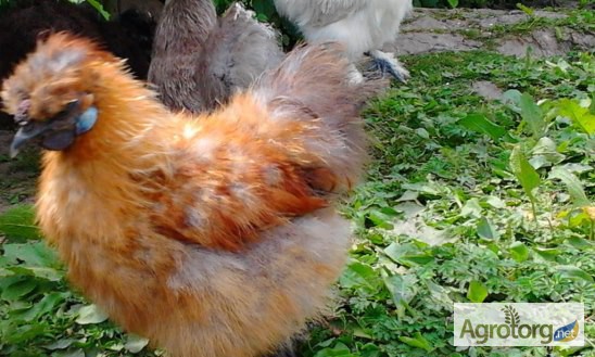 Фото 2. Продажа инкубационных яиц кур породы Китайская Шелкрвая.Доставка по всей Украине