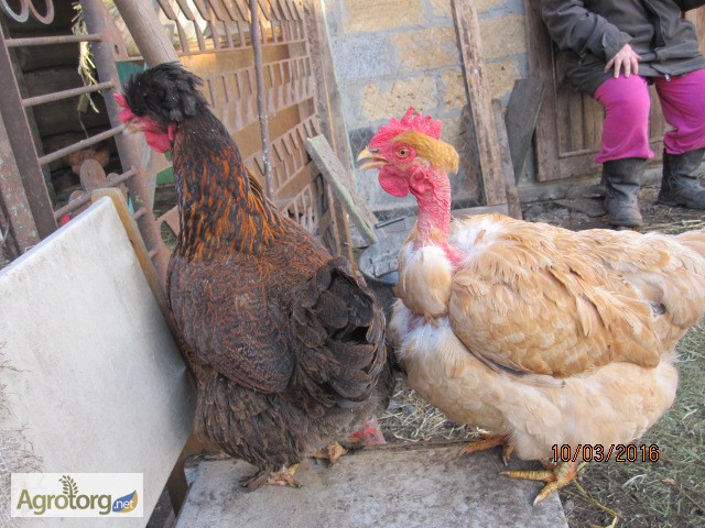 Фото 2. Яйцо инкубационное домашних мясо-яичных кур