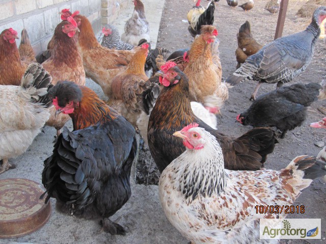 Фото 3. Яйцо инкубационное домашних мясо-яичных кур