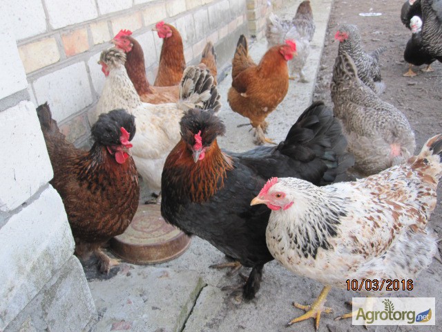 Фото 4. Яйцо инкубационное домашних мясо-яичных кур