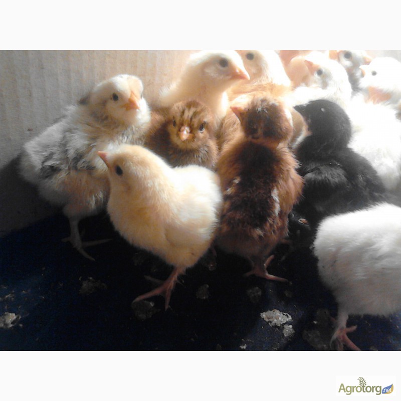 Фото 7. Яйцо инкубационное домашних мясо-яичных кур