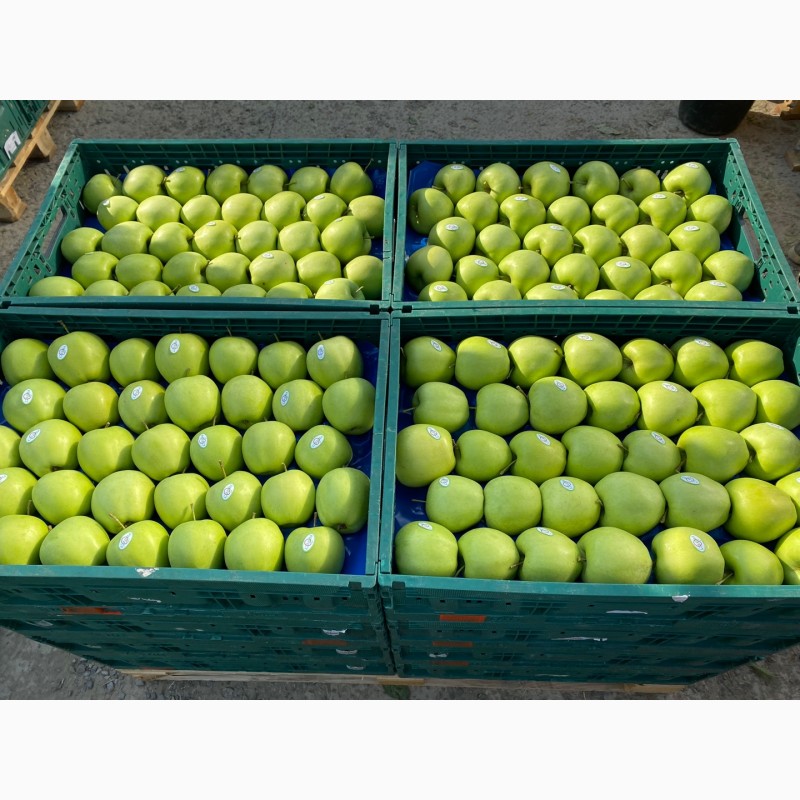 Фото 2. Продажа яблук з власного саду: Голден, Ред Джона Принс, Чемпіон, Редчіф, Муцу…