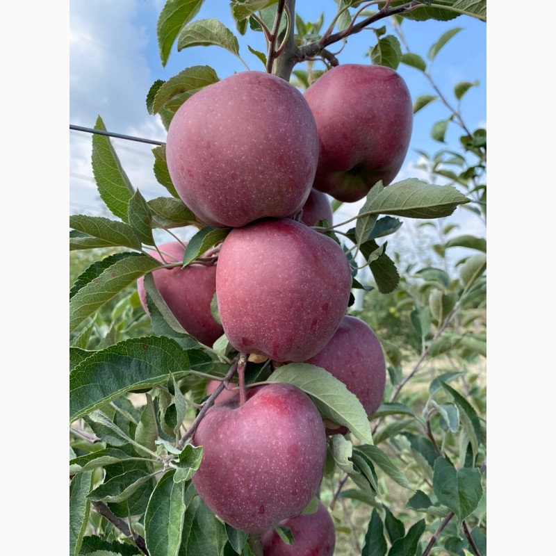 Фото 3. Продажа яблук з власного саду: Голден, Ред Джона Принс, Чемпіон, Редчіф, Муцу…