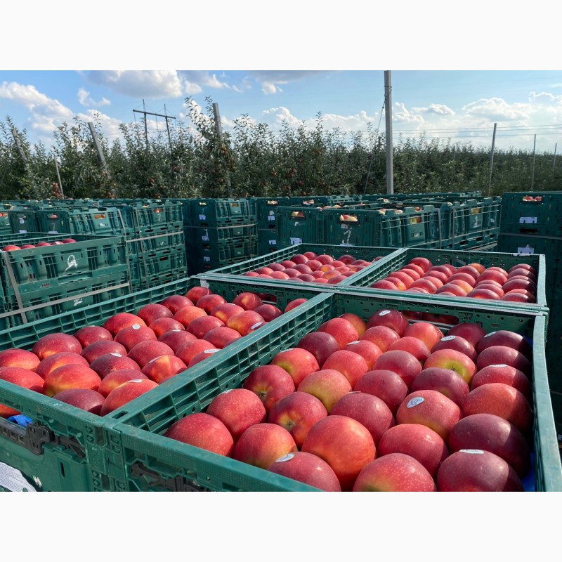 Фото 4. Продажа яблук з власного саду: Голден, Ред Джона Принс, Чемпіон, Редчіф, Муцу…