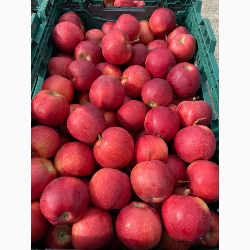 Фото 6. Продажа яблук з власного саду: Голден, Ред Джона Принс, Чемпіон, Редчіф, Муцу…