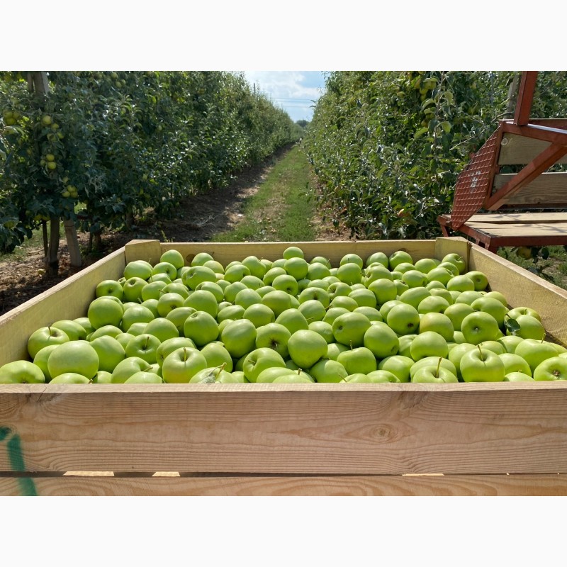 Фото 7. Продажа яблук з власного саду: Голден, Ред Джона Принс, Чемпіон, Редчіф, Муцу…