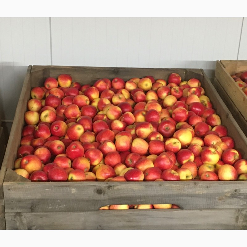 Фото 2. Продажа яблок: Голден. Фуджі. Пінова