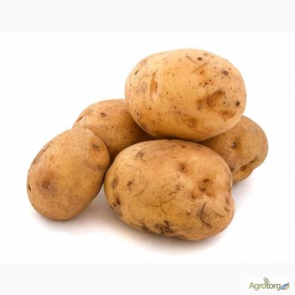 Продам насіннєву картоплю оптом. Сорта - Лабелла, Таисия, Альта. Хороші ціни