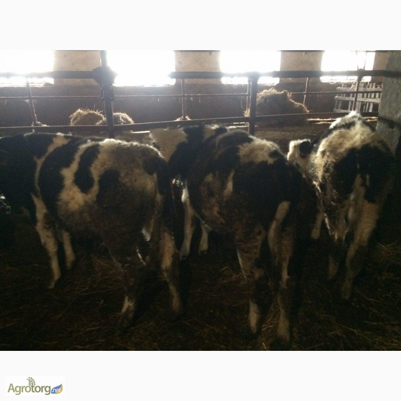 Фото 2. Крс, врх в Украине крупный рогатый скот, велика рогата худоба, бички, бычки