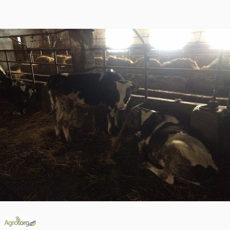 Фото 5. Крс, врх в Украине крупный рогатый скот, велика рогата худоба, бички, бычки
