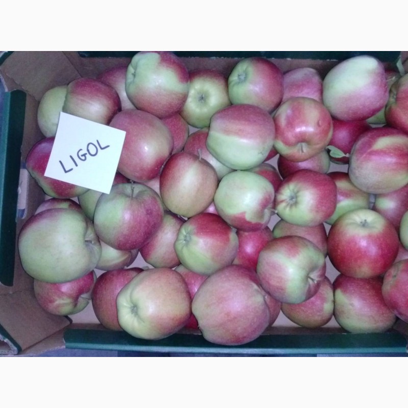 Фото 11. Продам яблука різних сортів, у великих обємах