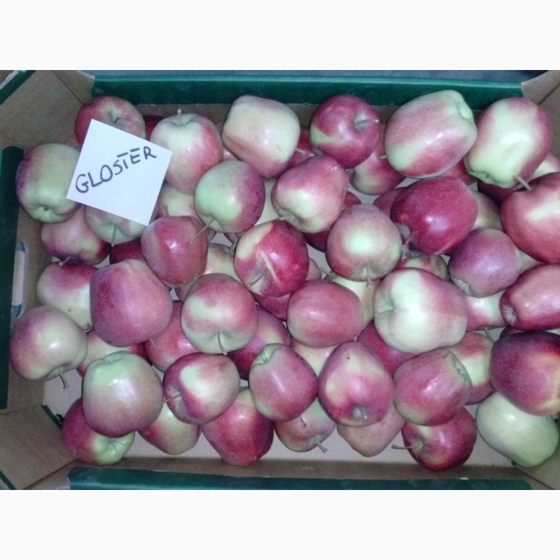 Фото 12. Продам яблука різних сортів, у великих обємах