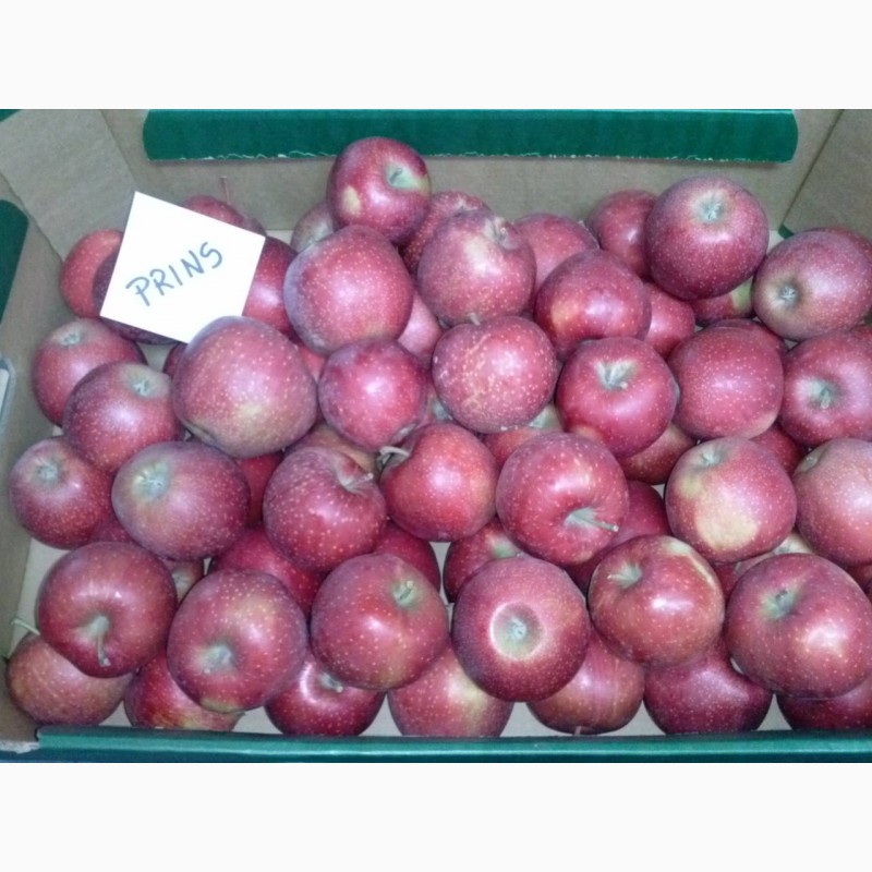 Фото 15. Продам яблука різних сортів, у великих обємах