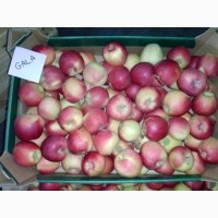 Продам яблука різних сортів, у великих обємах