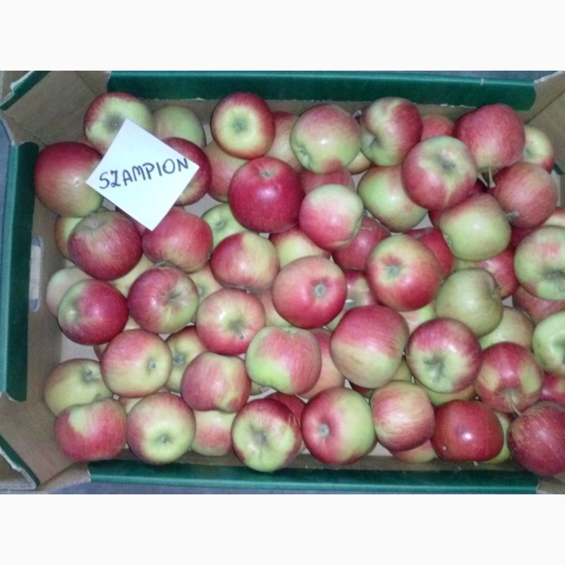 Фото 2. Продам яблука різних сортів, у великих обємах