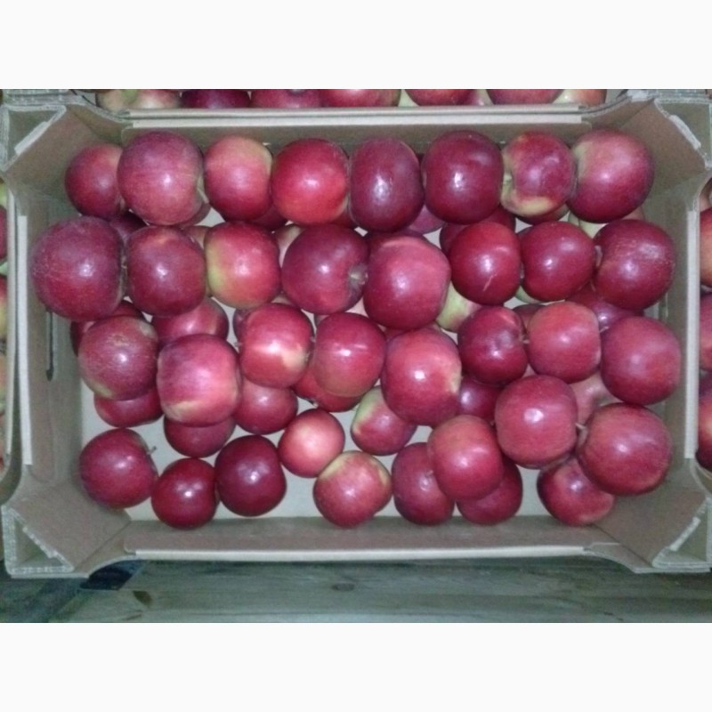 Фото 6. Продам яблука різних сортів, у великих обємах