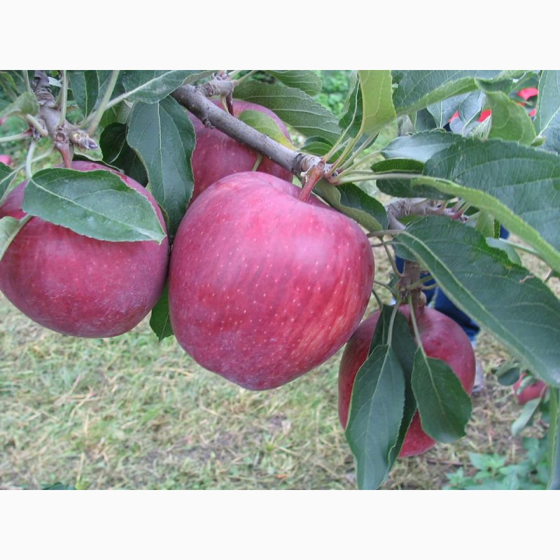 Фото 8. Продам яблука різних сортів, у великих обємах