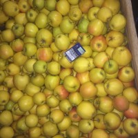 Продам яблоки оптом, от производителя