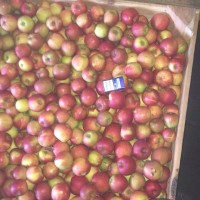 Продам яблоки оптом, от производителя