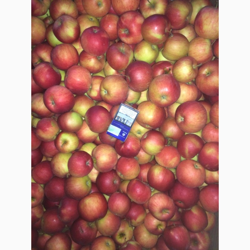 Фото 4. Продам яблоки оптом, от производителя