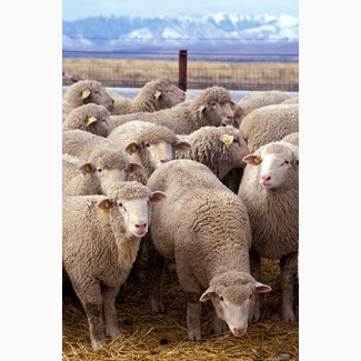 Продаж ВРХ вівці баранина