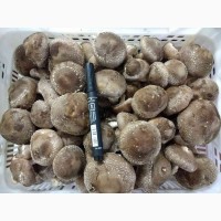 Продажа грибов Шиитаке от 80 грн/кг