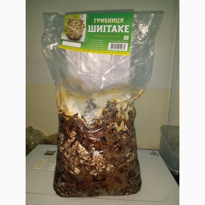 Фото 2. Продажа грибов Шиитаке от 80 грн/кг