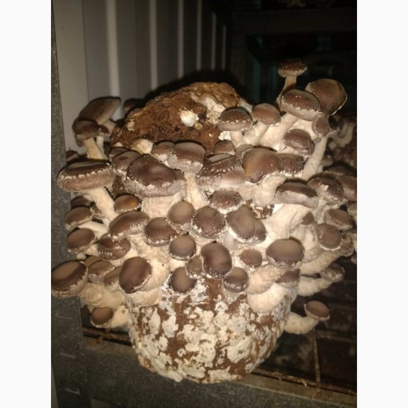 Фото 3. Продажа грибов Шиитаке от 80 грн/кг