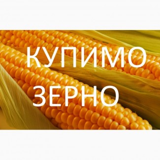 Купимо кукурудзу будь-якої якості (вологу, не кондицію, з підвищеною зерновою)