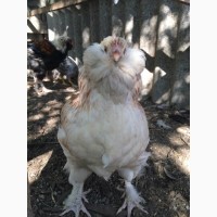 Подрощенные цыплята фавероль