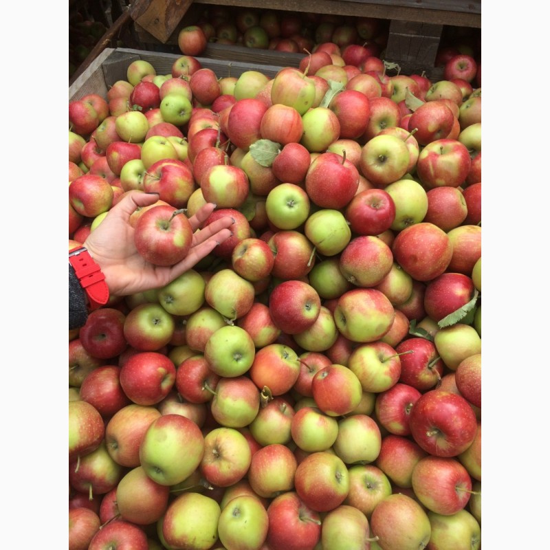 Фото 2. Продам яблоки из сада, сорта Чемпион, Голден, Симиренко