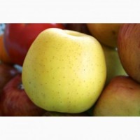 Продам яблука різних сортів у різній кількості по ціні від 2, 5 грн до 5 грн