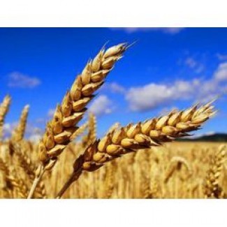 Семена пшеницы Гранус (двуручка)