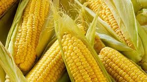 Підприємство закуповує кукурудзу на договірних умовах