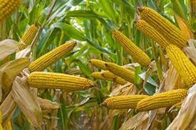 Фото 2. Підприємство закуповує кукурудзу на договірних умовах