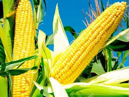 Фото 4. Підприємство закуповує кукурудзу на договірних умовах