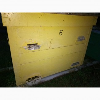 Продаж ВУЛИКІВ з бджолосім#039;ями
