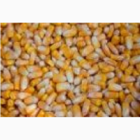 Продам кукурузу на СРТ 20000 тн