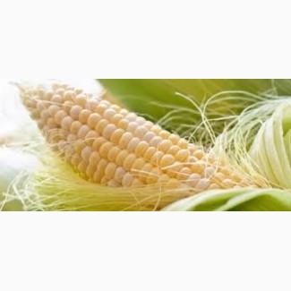 Гибрид Платинум ФАО 340 семена кукурузы