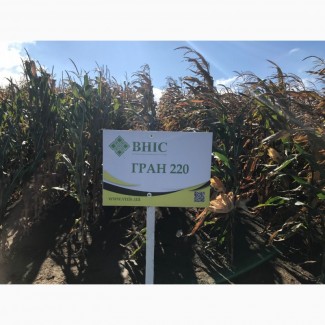Семена кукурузы Гран 220 (ФАО 210) напрямую от ВНИС