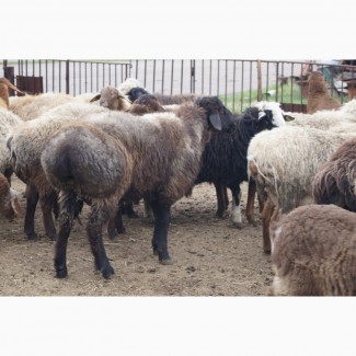 Продам овец КУРДЮЧНЫХ на развод