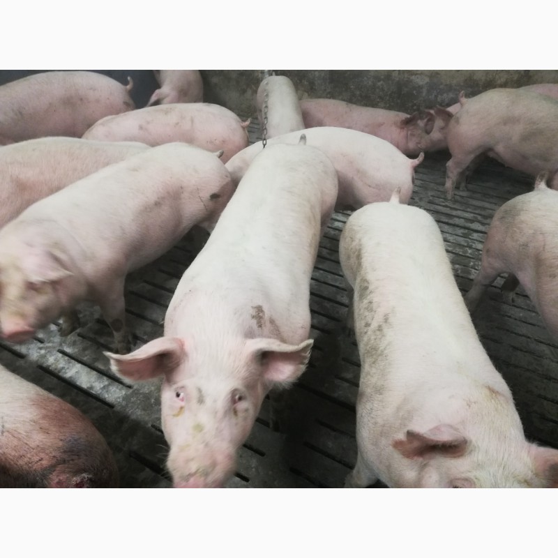 Фото 3. Продам свиней живою вагою