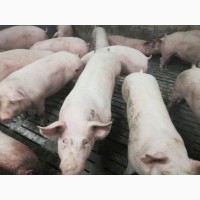 Продам свиней живою вагою