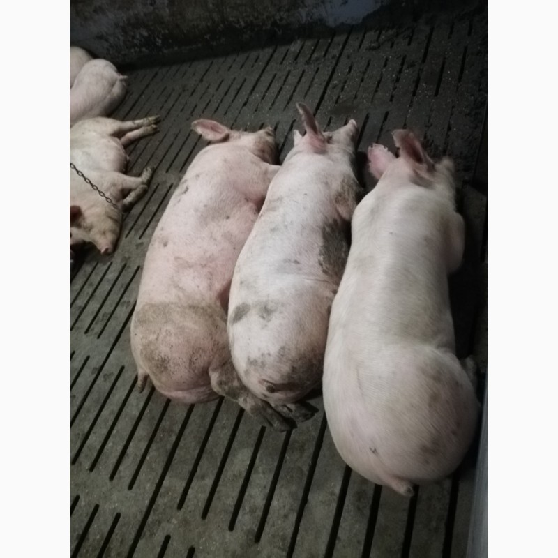Фото 4. Продам свиней живою вагою